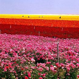 纪念《圣剑传说》推出33周年 SE于6月28日举行新情报活动