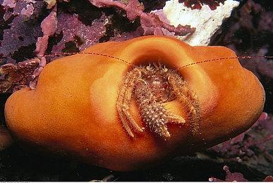 因Steam价格问题 Valve或将面临反垄断诉讼